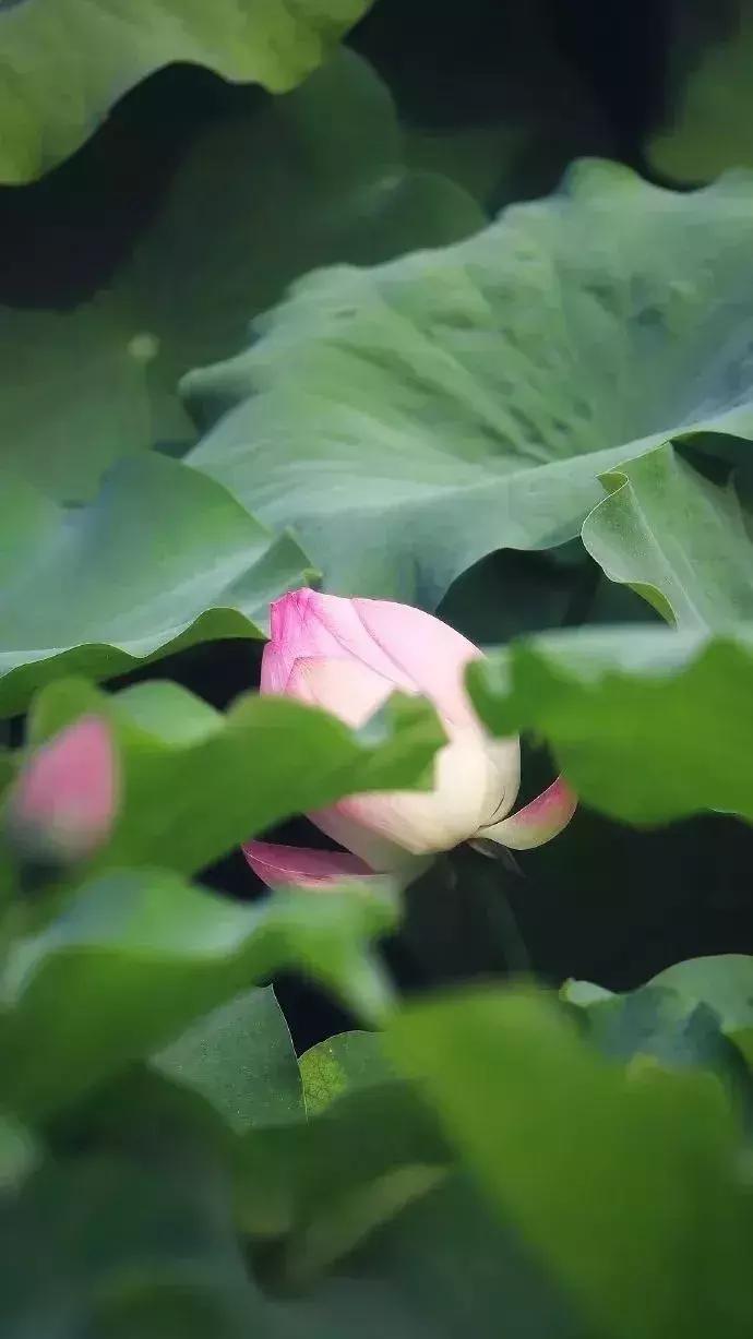 中国著名赏荷胜地,中国最著名的十大赏荷地