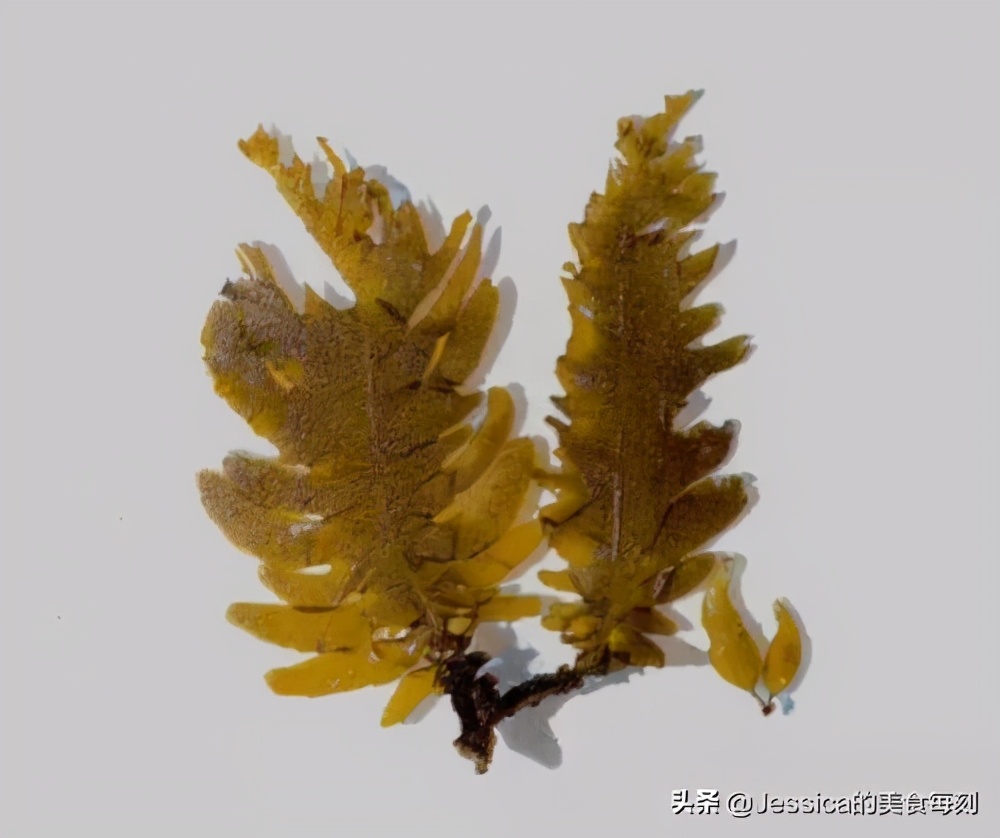 昆布和海带裙带菜,昆布是海产品吗