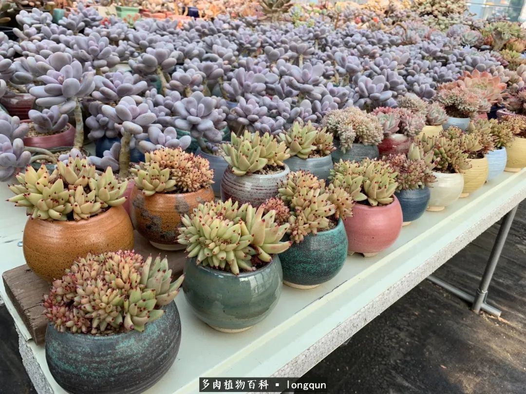 探访韩国肉锥大棚,记一次走访纪录片