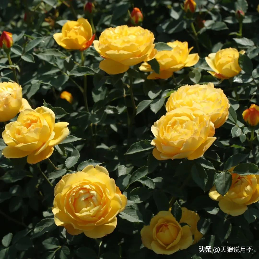 不容易，天狼自育终于打折了！空蒙只要50不到！