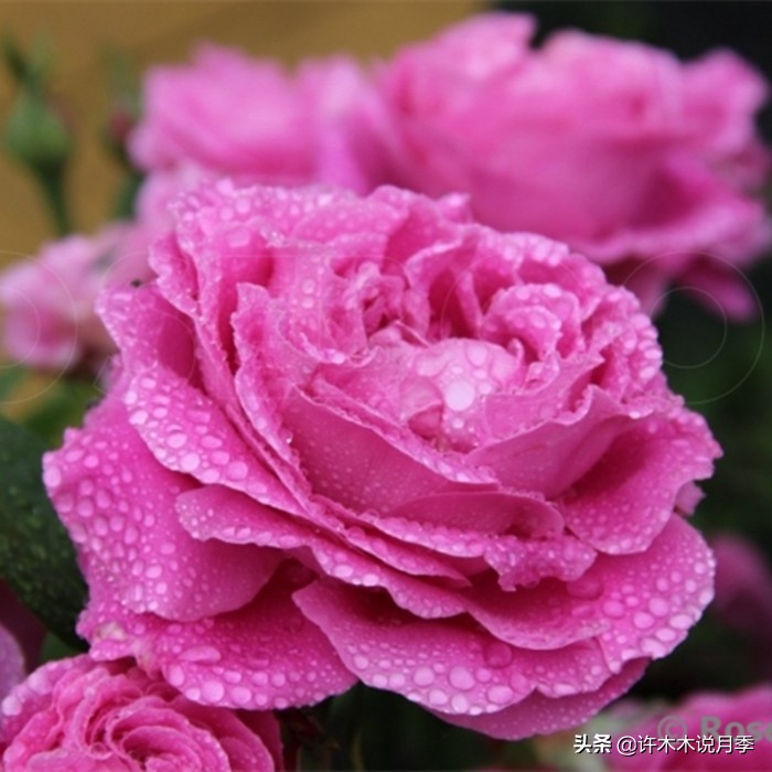 为啥网上买的月季花很难成活,为什么买的月季花养不活