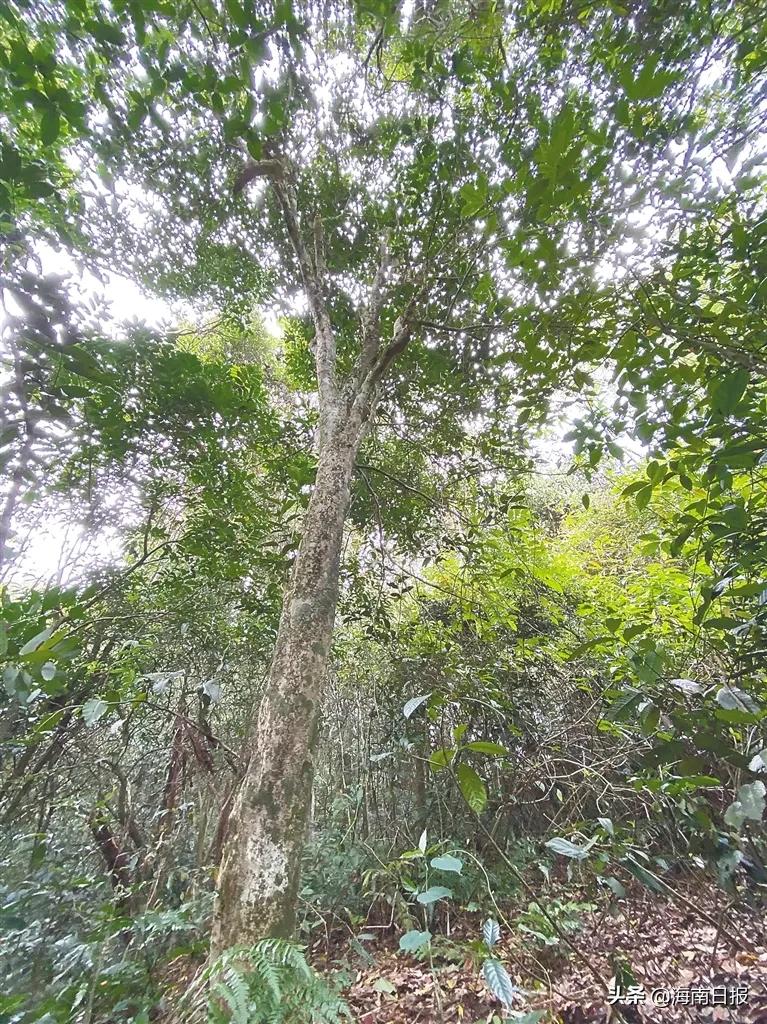 慢读丨回味千年海南茶