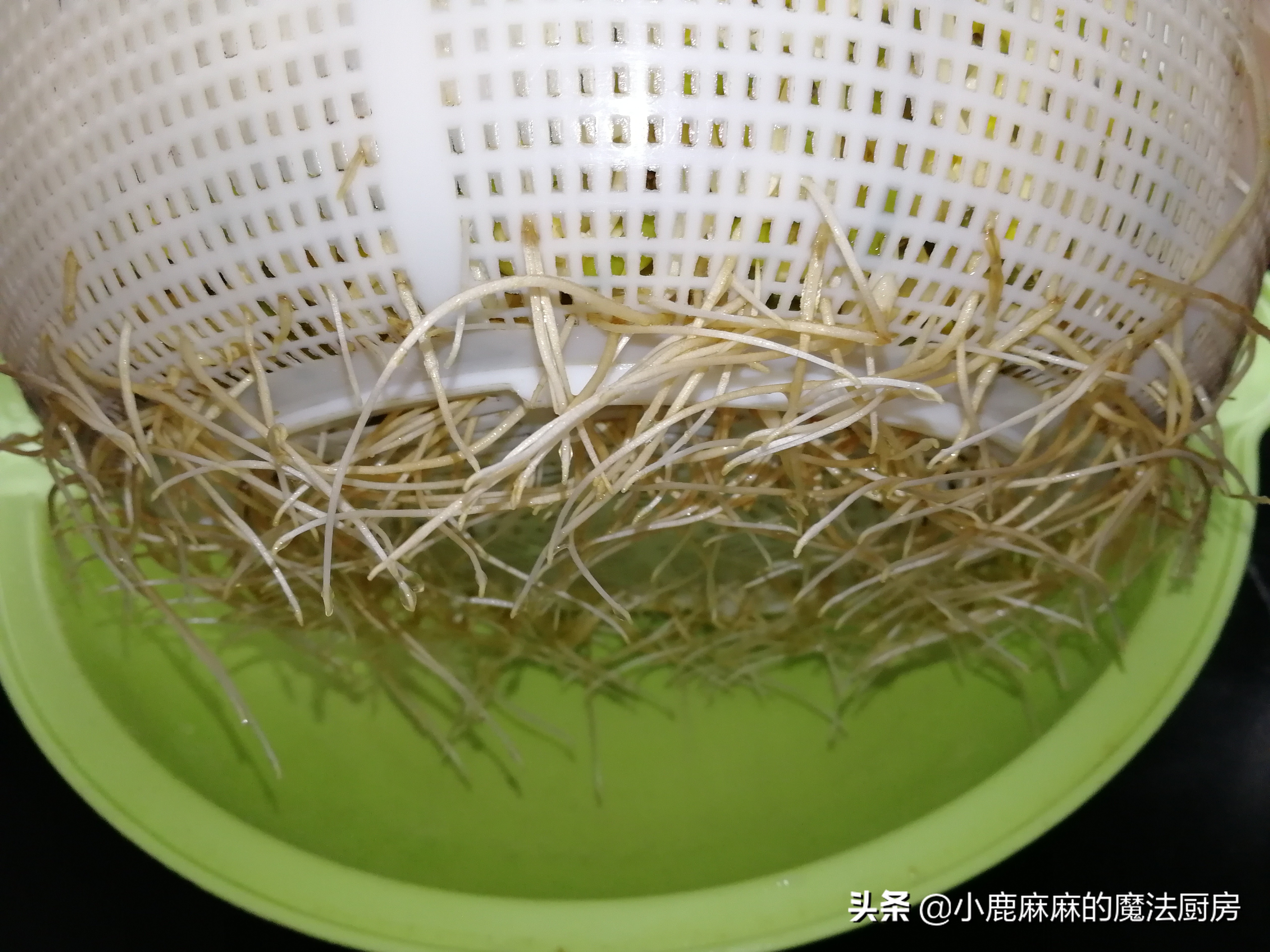 自制的豆芽怎么会苦,怎么自制豆芽不苦