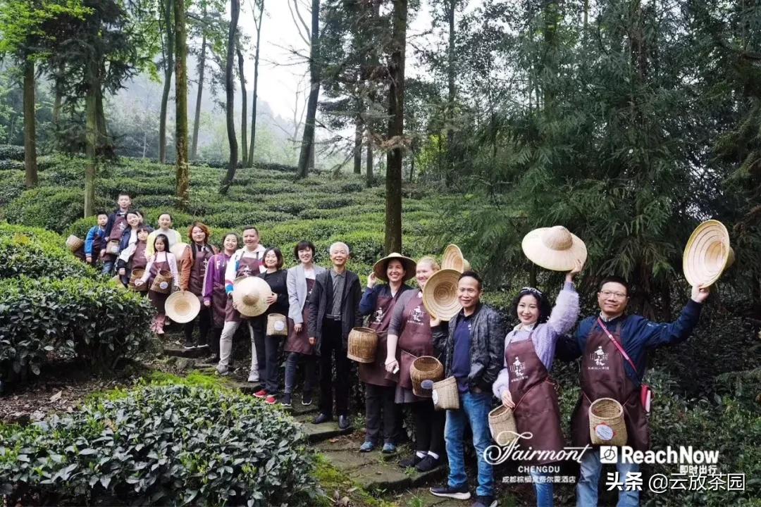 云放茶园深度解析,云放茶园最新视频