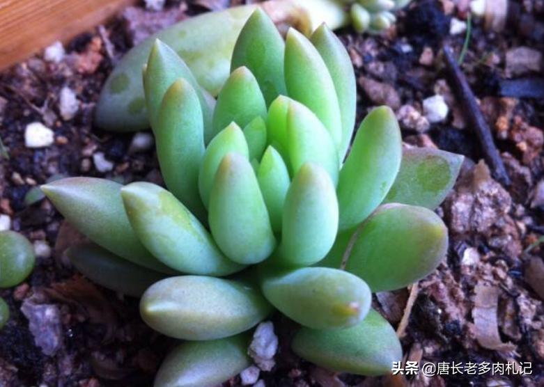 多肉千佛手叶插,多肉千佛手幼苗如何养殖