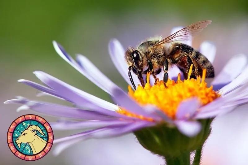 十二星座运势野兽,如何知道自己星座最适合的动物
