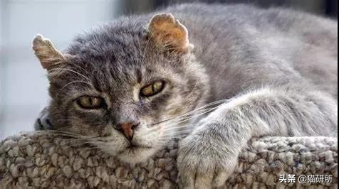 从3方面入手，有效提高老年猫的生活质量