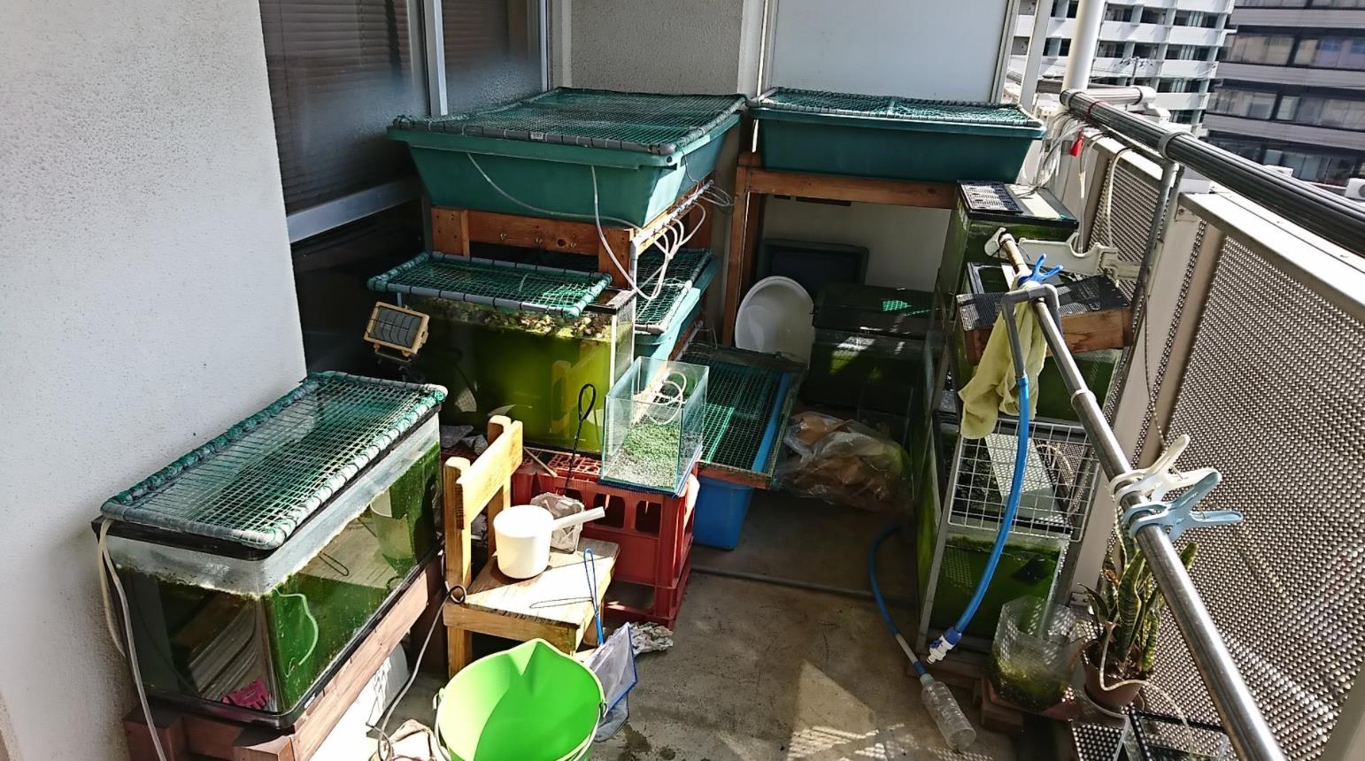 兰寿金鱼怎么养才能活得长久,兰寿金鱼当年好养还是两年好养