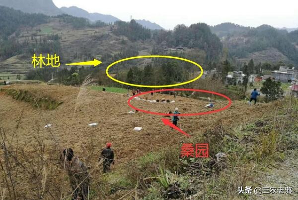 养蚕如何预防中毒,桑园虫害防治