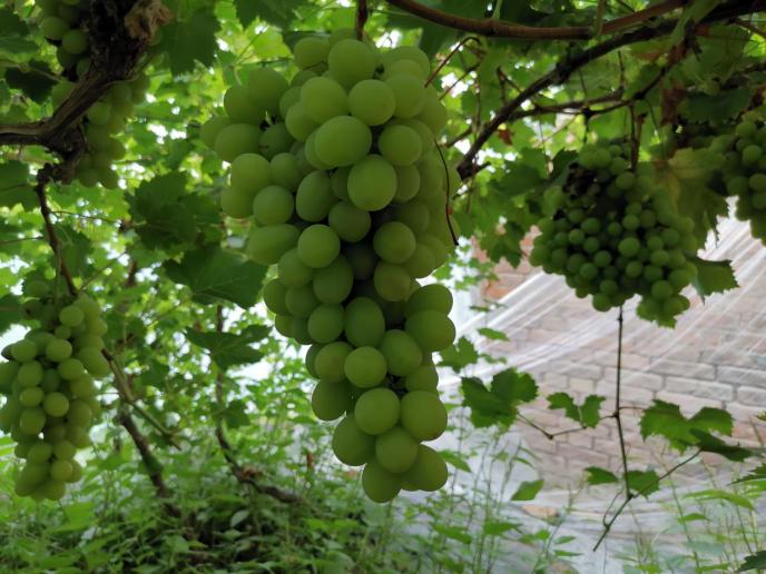 静海端午,静海夏季水果