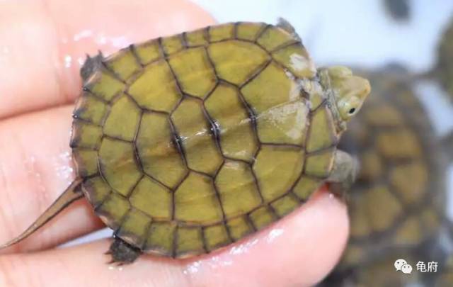 鉴赏花草模板,小青苗照片