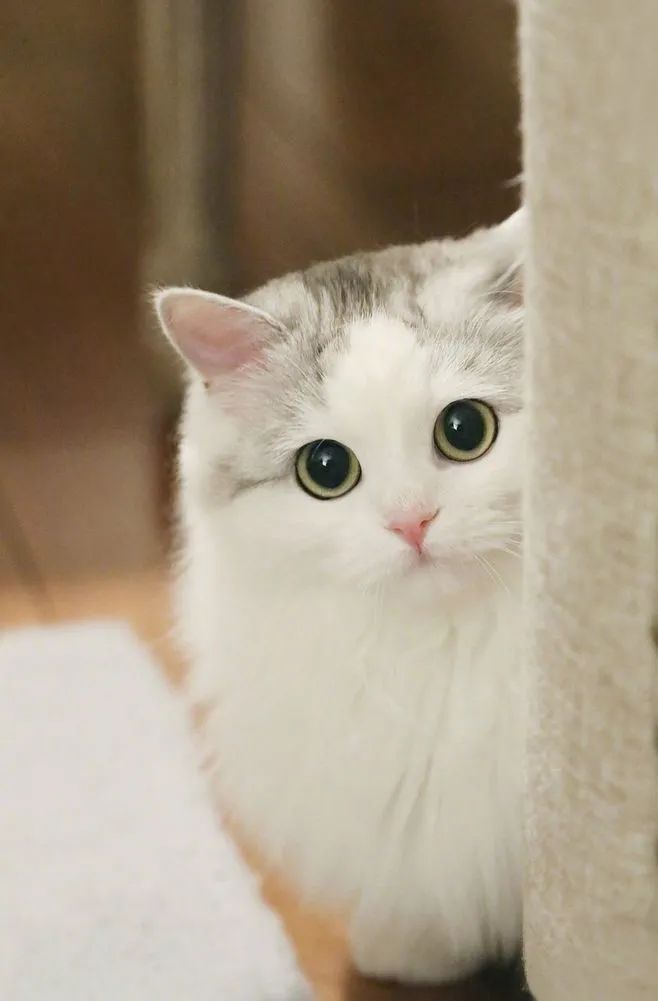 猫咪呕吐拉稀可以喝葡萄糖吗,猫咪呕吐并且拉稀在家如何处理