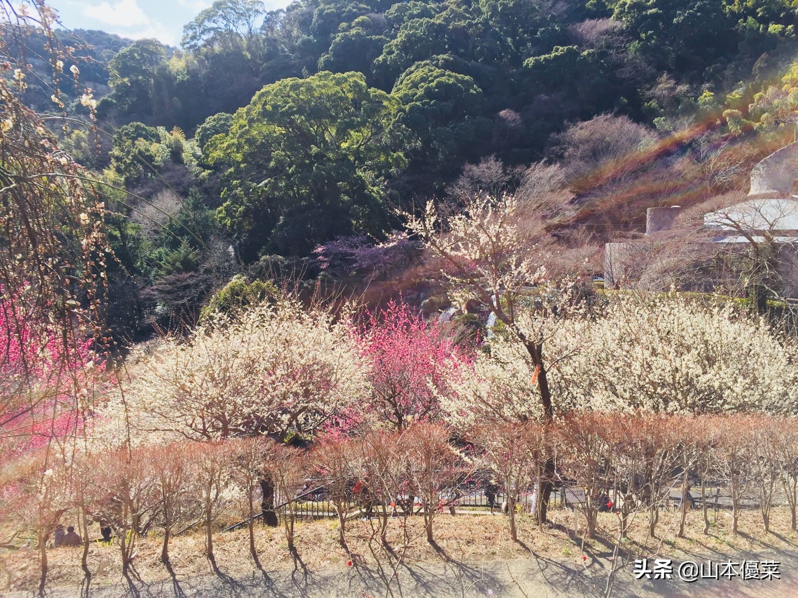 不先一步感受春天的到来吗日本全国华丽的梅花名胜