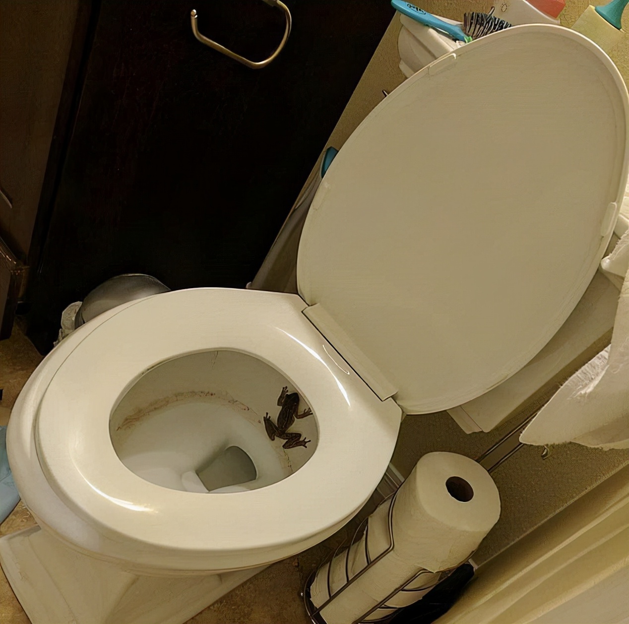 厕所被眼镜蛇咬男子怎么样了,男子上厕所不小心被青蛙咬