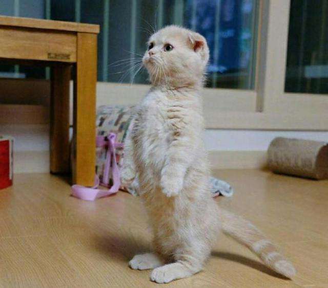 不建议养的十种猫,最难养的猫第一名