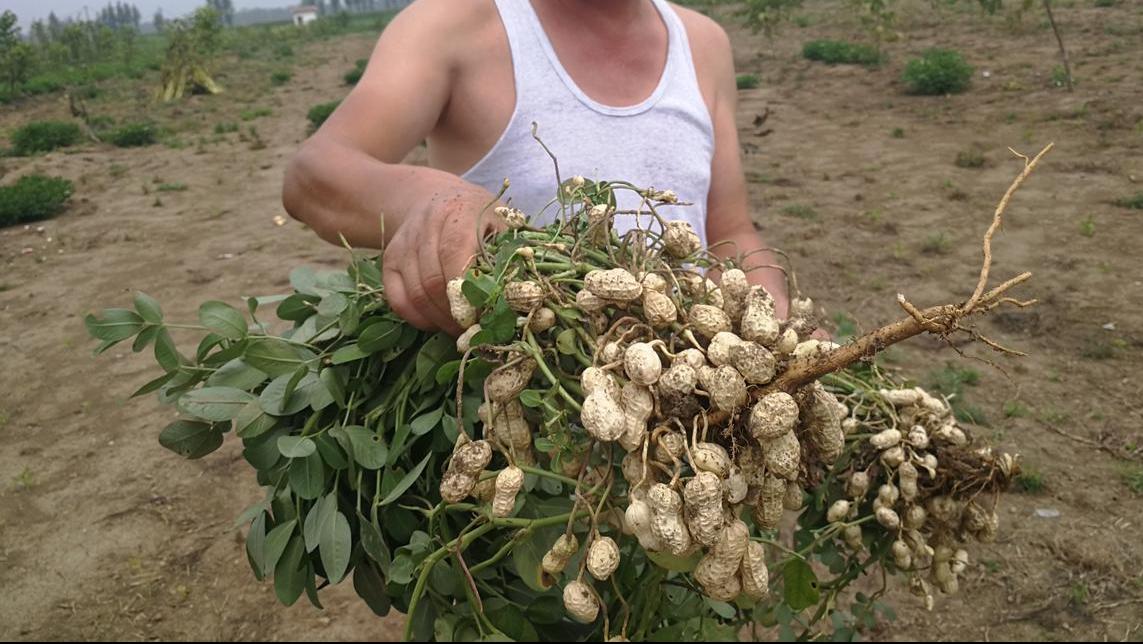 花生怎么高产丰收,花生适时收获的标准