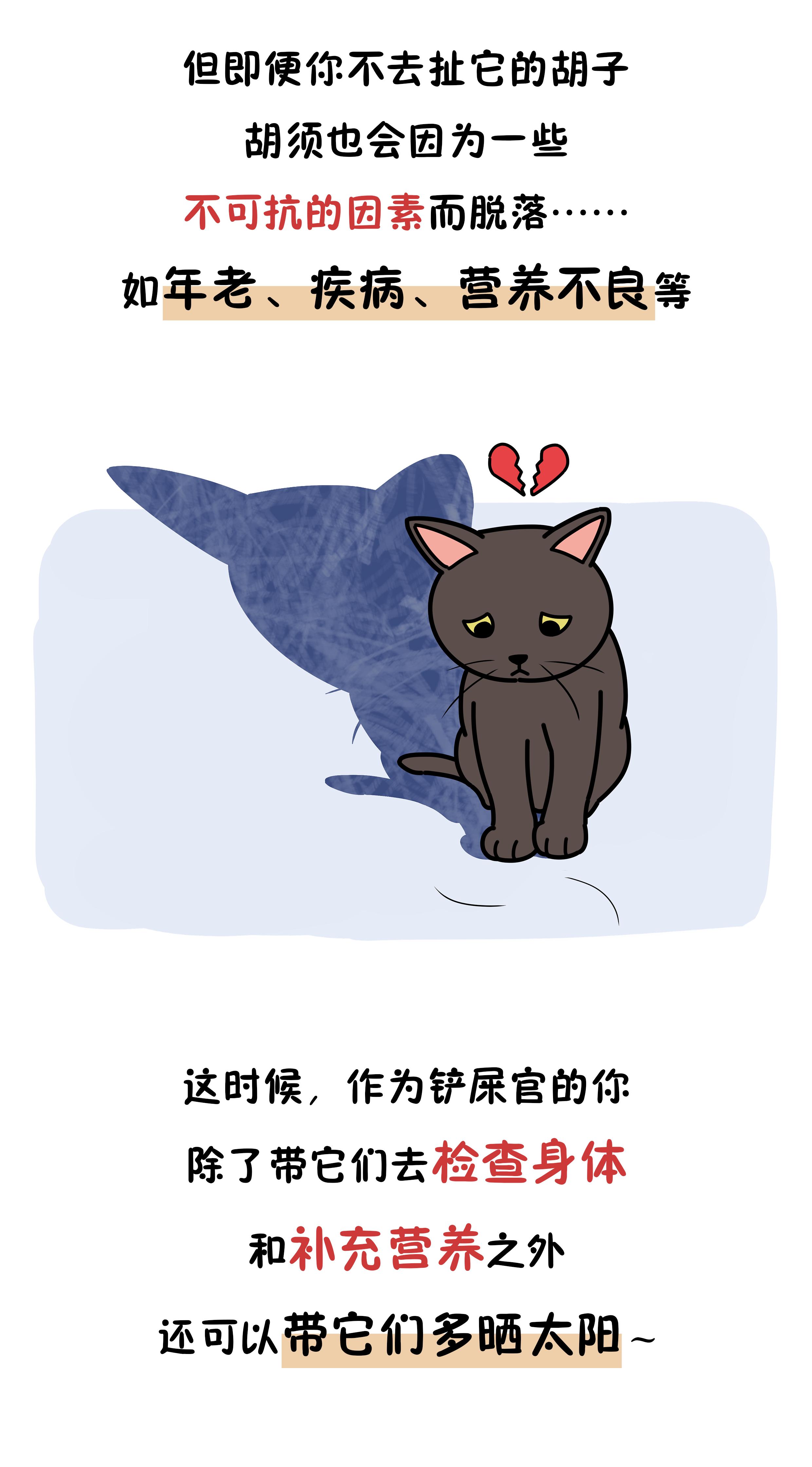 把猫咪的胡须拔掉还能找出来吗 (猫咪的胡须能探测多远的距离)