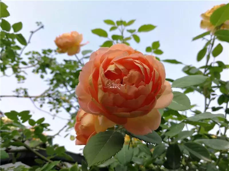 天竺葵的养护视频,垂吊天竺葵的养护