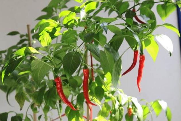 阳台上的辣椒苗长不大,阳台辣椒苗长不大是什么原因