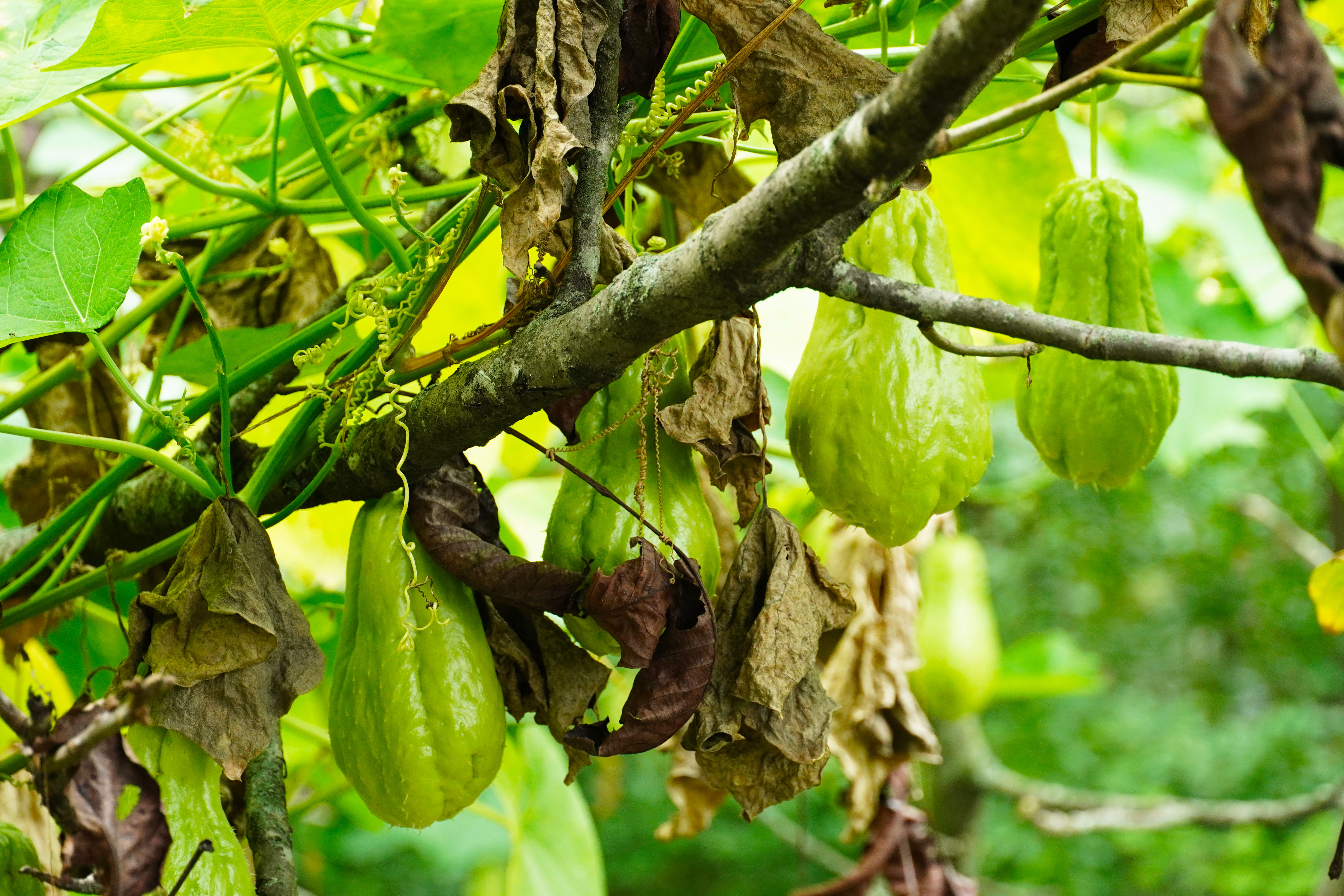 乡里南瓜子土特产,农家土特产南瓜子
