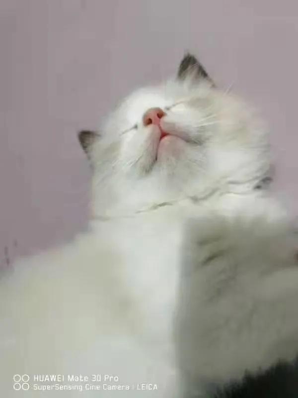 从小养的橘猫还会有野性吗,养橘猫的都是什么人