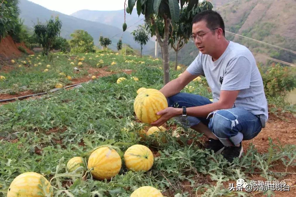 弥勒千亩西瓜熟了!黄心瓜、红心瓜、小香瓜…你喜欢哪种?