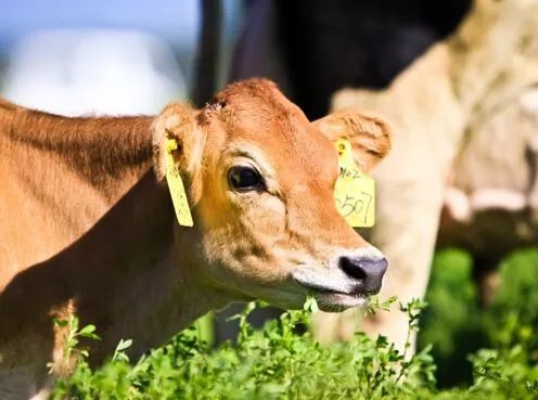 老广也未必知道！开了20多年的奶牛研究所，只卖一种奶还不愁卖