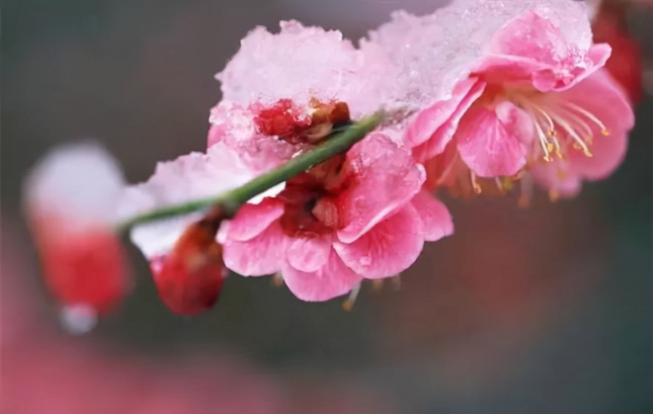 人生智慧七言句,梅花须逊雪三分白雪却输梅一段香