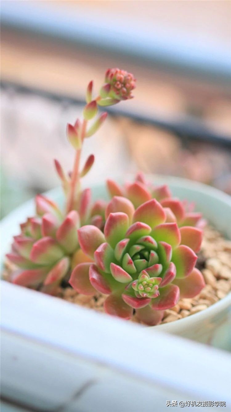 十五种最漂亮的多肉,15种好看的多肉