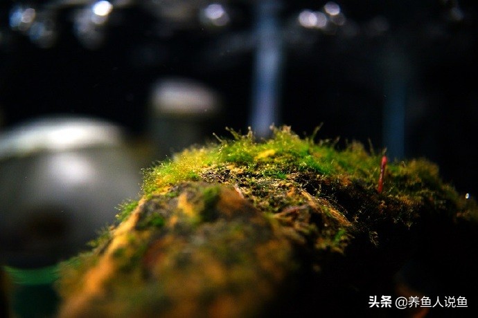 鱼缸爆藻是不是水绿了才能爆藻,鱼缸爆藻对龟有影响吗