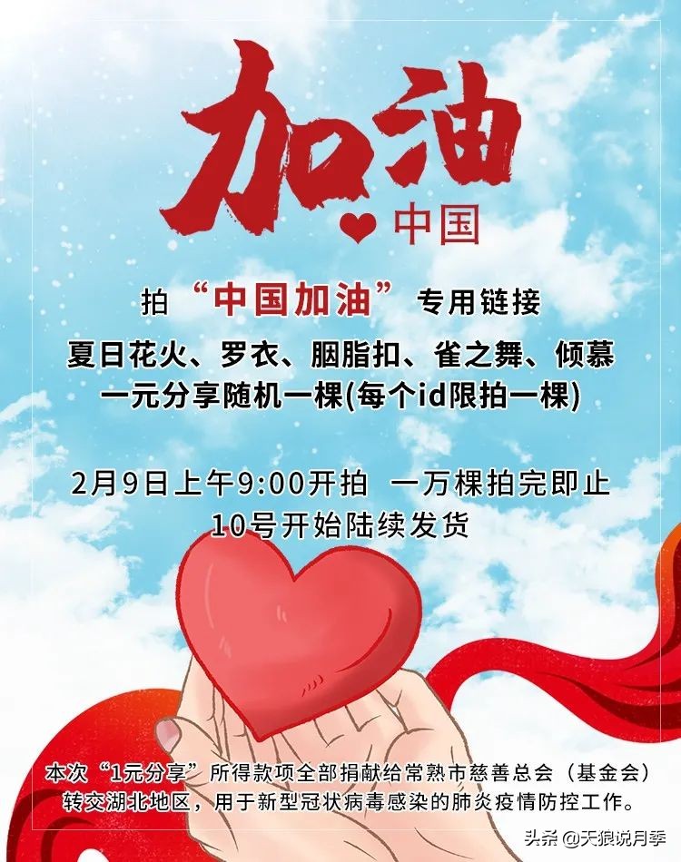 2022年天狼月季新品,月季天狼新品曝光