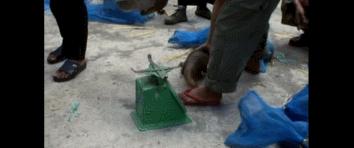 穿山甲报应,报应啊