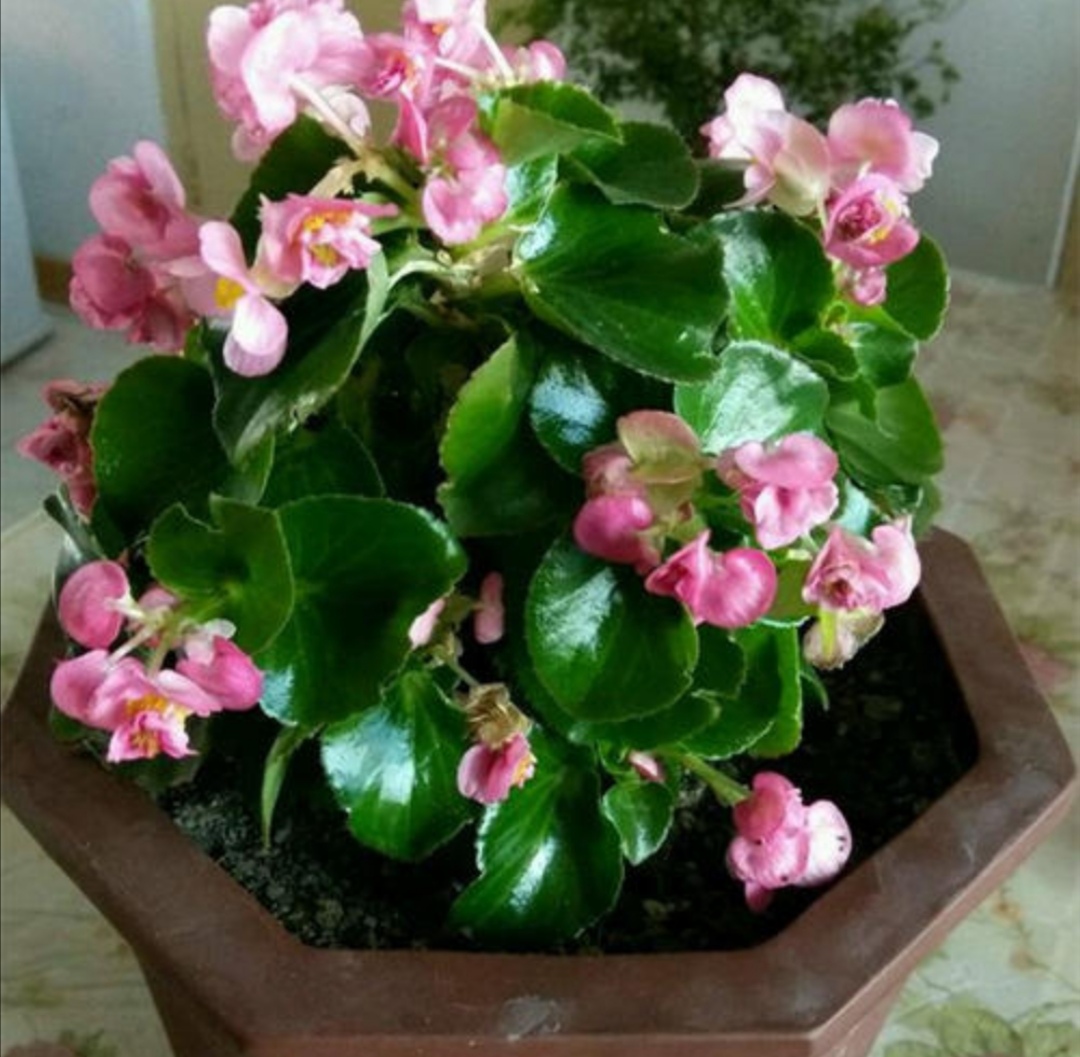 怎么才能让四季海棠开花多,四季海棠只长叶不开花怎么办