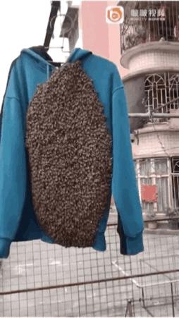 福州衣服爬满蜜蜂,福州市民晒一天衣服爬满蜜蜂