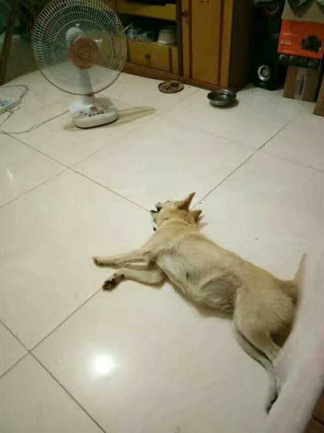 魂牵梦萦思母亲，小狗果果是母亲派来陪伴我的吗？