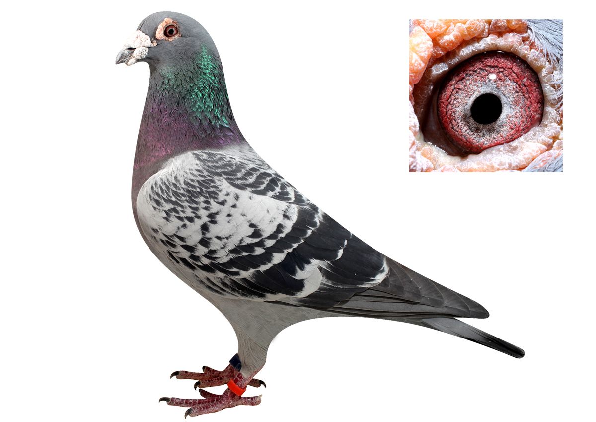 现代种鸽养殖怎么样,赛鸽多大年龄繁育是最好的