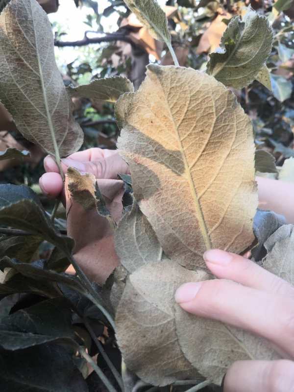 二斑叶螨的防治及抗药性研究进展,二斑叶螨的最佳治疗方法