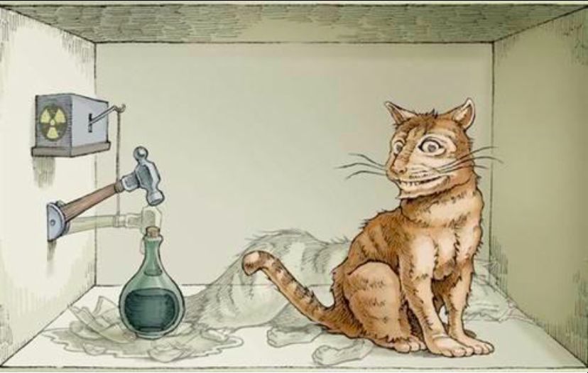 老薛家的猫咪叫什么名字,薛定谔的猫是否证明了多元宇宙