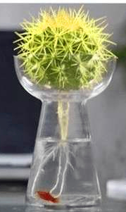 植物土生根和水生根的区别,水生根都有哪些植物