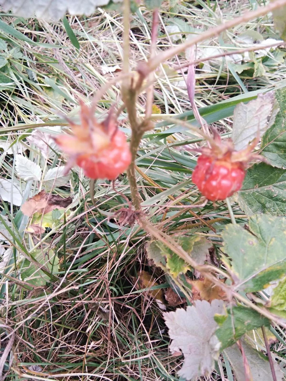 野草莓有没有勾起你们的童年记忆,儿时野草莓