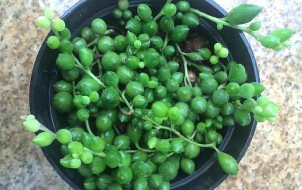 情人泪盆栽怎么养,情人泪吊兰怎么样浇水才合适