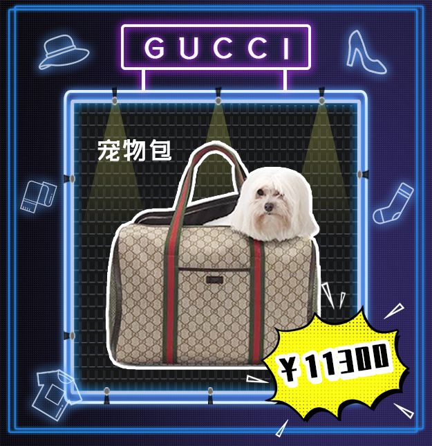 看到它3万块的项圈后，月薪3000的我瑟瑟发抖……