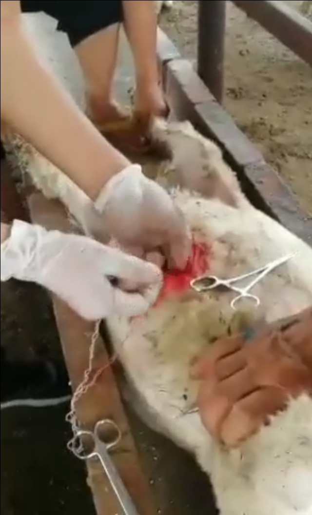 羊诊疗实操培训,羊场实践的项目有哪些