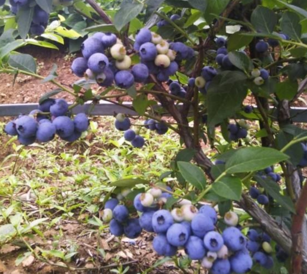 院子种水果陶冶情操,庭院最值得种的水果树