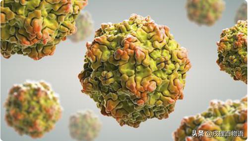 细小病是不是需要给狗狗喂消炎药,狗狗细小病用什么方法治疗最快