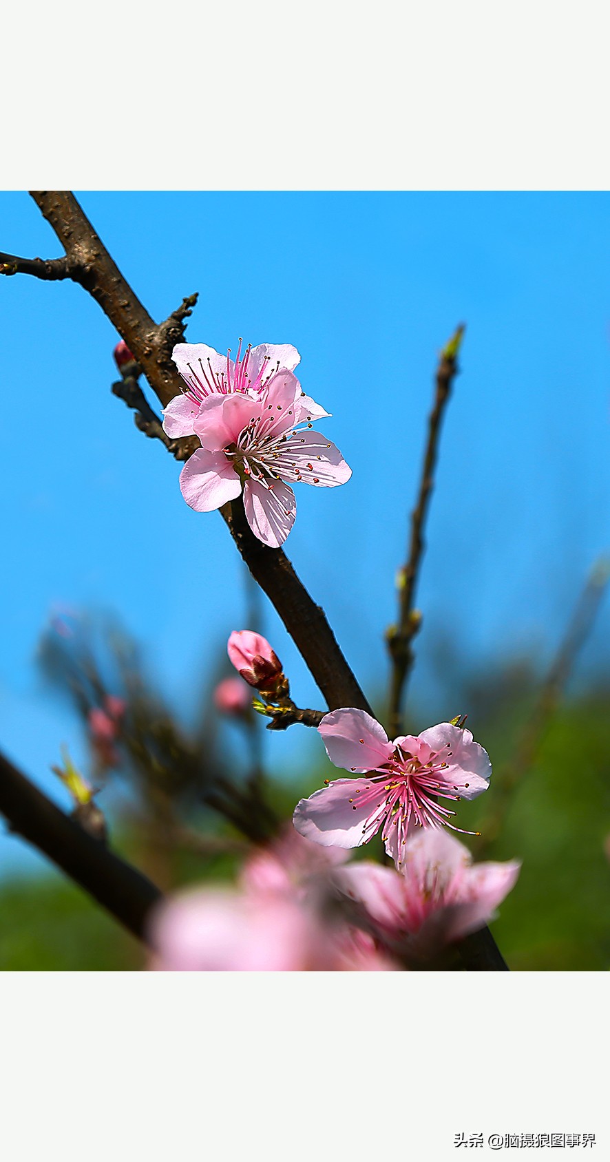 蔚蓝色的天空素材视频,黑色和透明的花摄影效果
