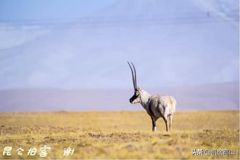 格尔木值得一去的地方,登玉珠峰游记攻略