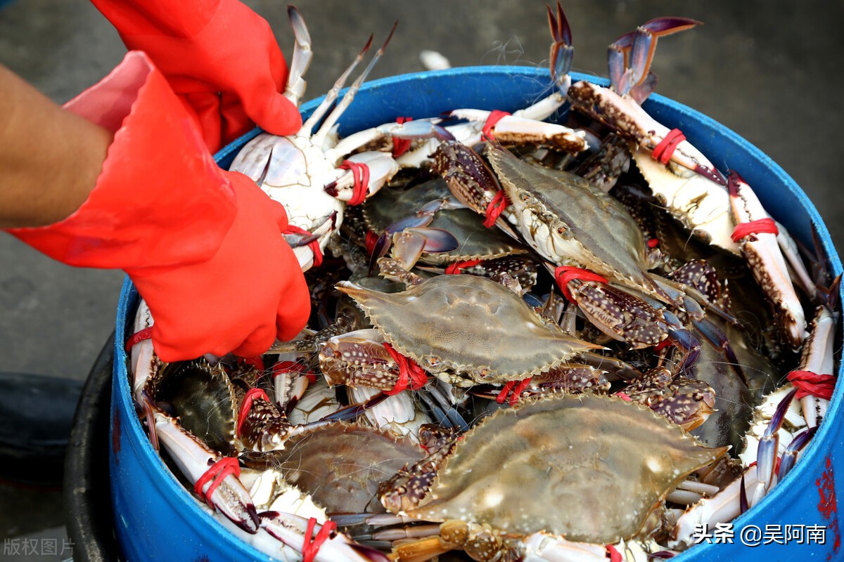什么时候的螃蟹最肥美,教你挑选螃蟹的8个技巧