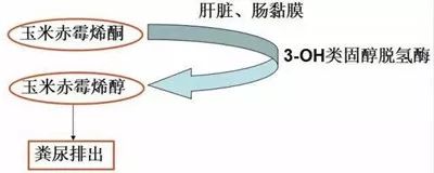 狗粮应该选哪个好呢,实话实说哪款狗粮好