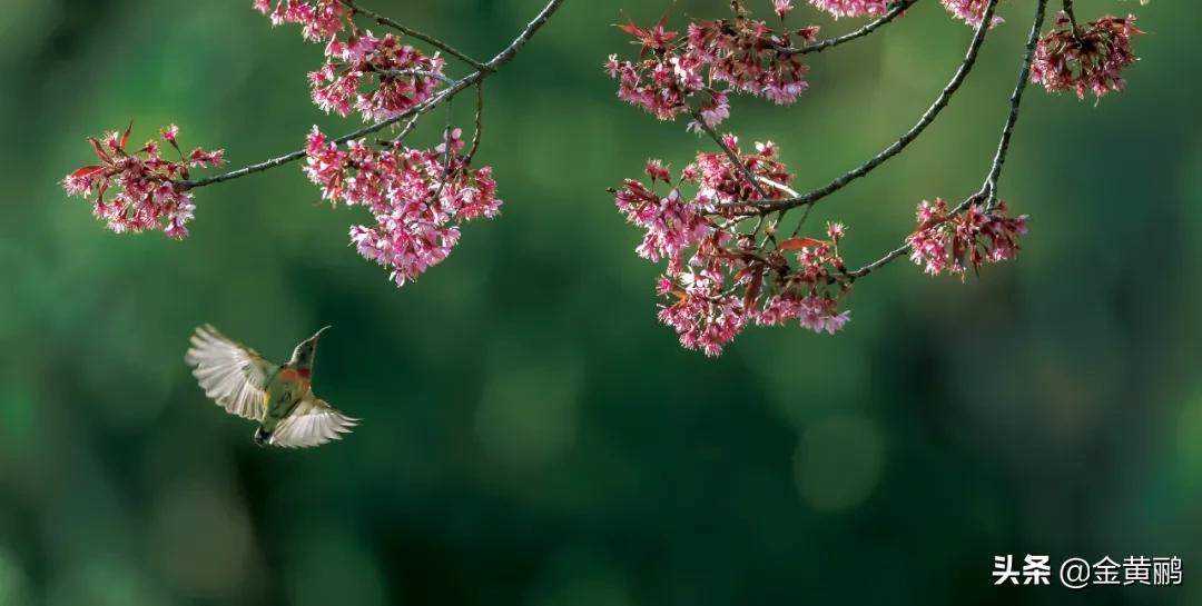 为什么云南女人长相好看,云南真的很漂亮吗